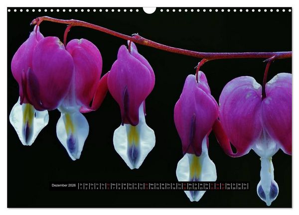 Produktbild: Bl&uuml;ten-Zauber am Wegesrand 2026 (Wandkalender 2026 DIN A3 quer), CALVENDO Monatskalender