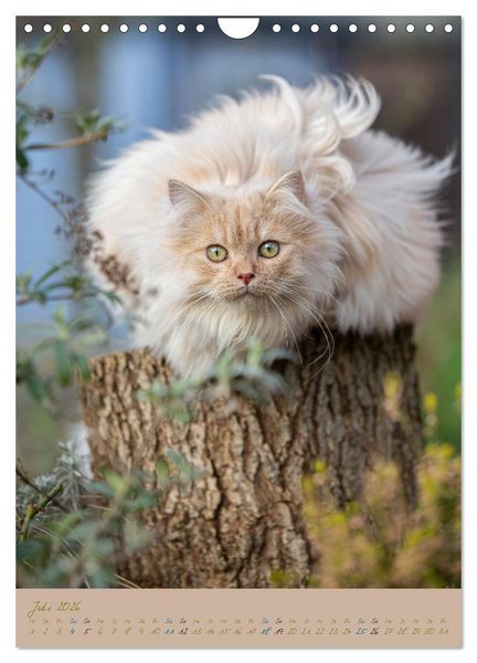 Produktbild: Pl&uuml;schige Katzen im Garten (Wandkalender 2026 DIN A4 hoch), CALVENDO Monatskalender