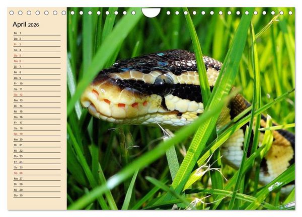 Produktbild: Reptilien. Schlangen, Echsen und Co. (Wandkalender 2026 DIN A4 quer), CALVENDO Monatskalender