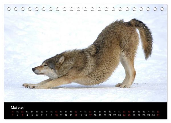 Produktbild: Kanadische W&ouml;lfe im Winter (Tischkalender 2026 DIN A5 quer), CALVENDO Monatskalender