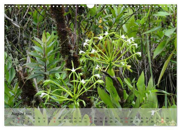 Produktbild: Orchideenland Ecuador (Wandkalender 2026 DIN A3 quer), CALVENDO Monatskalender