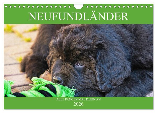 Produktbild: Neufundl&auml;nder - Alle fangen mal klein an (Wandkalender 2026 DIN A4 quer), CALVENDO Monatskalender