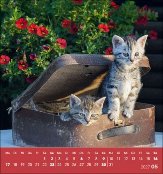 Produktbild: Schmusekatzen 2027