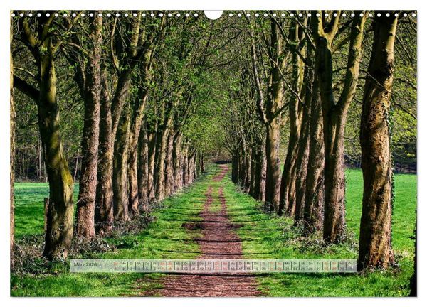 Produktbild: Wald im Bergischen Land 2026 (Wandkalender 2026 DIN A3 quer), CALVENDO Monatskalender