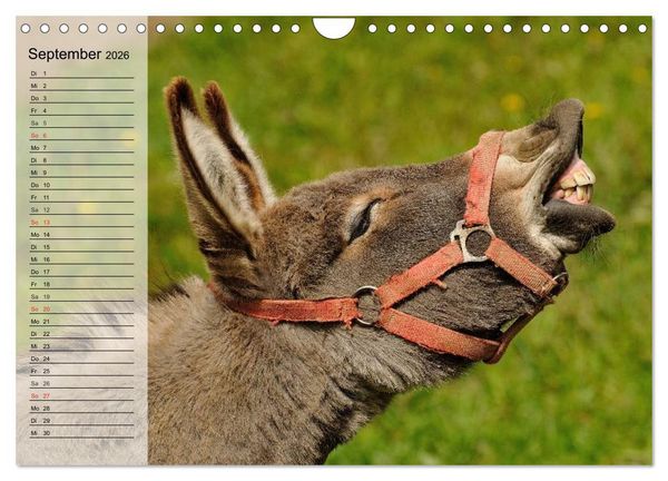 Produktbild: Esel. H&uuml;bsch, klug und flei&szlig;ig (Wandkalender 2026 DIN A4 quer), CALVENDO Monatskalender
