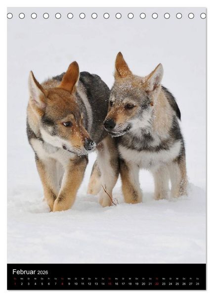 Produktbild: Faszination Wolfhund (Tischkalender 2026 DIN A5 hoch), CALVENDO Monatskalender