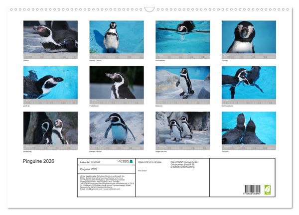 Produktbild: Pinguine 2026 (Wandkalender 2026 DIN A2 quer), CALVENDO Monatskalender