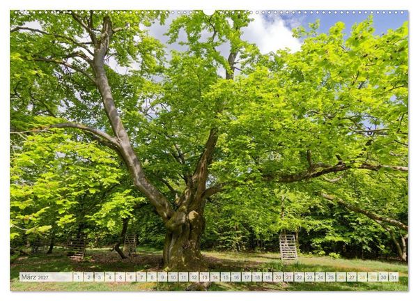 Produktbild: Hutewald Halloh - Baumriesen aus vergangenen Zeiten (hochwertiger Premium Wandkalender 2027 DIN A2 quer), Kunstdruck in Hochglanz