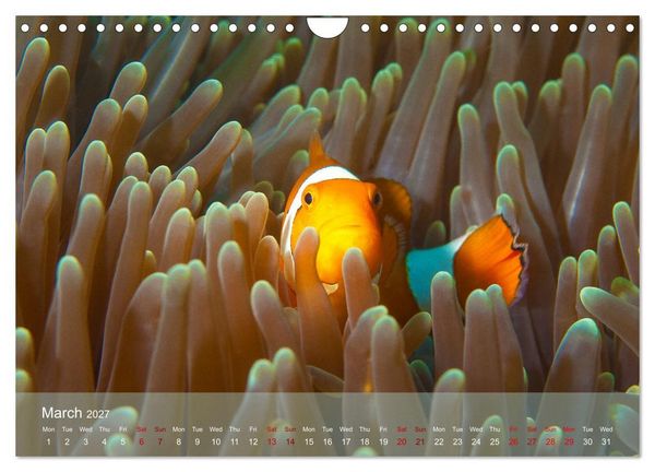 Produktbild: Anemonefish - always busy - always on the move (Wall Calendar 2027 DIN A4 landscape), CALVENDO 12 Month Wall Calendar