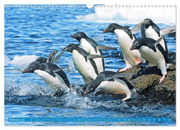 Produktbild: Pinguine: Gehupft wie gesprungen (Wandkalender 2026 DIN A3 quer), CALVENDO Monatskalender