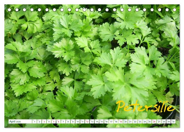 Produktbild: Kr&auml;uter - Gesund, h&uuml;bsch und lecker (Tischkalender 2026 DIN A5 quer), CALVENDO Monatskalender