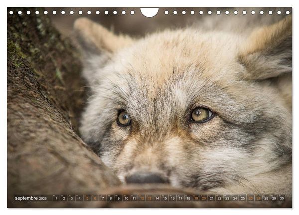 Produktbild: Les p'tits loups gris (Calendrier mural 2026 DIN A4 vertical), CALVENDO calendrier mensuel