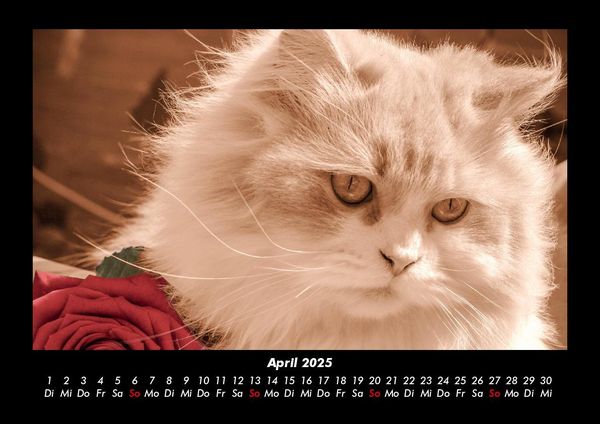 Produktbild: F&uuml;r Katzenfreunde 2025 Fotokalender DIN A3