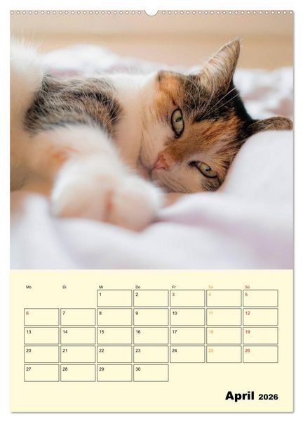 Produktbild: K&auml;tzchen - Theater (Wandkalender 2026 DIN A2 hoch), CALVENDO Monatskalender