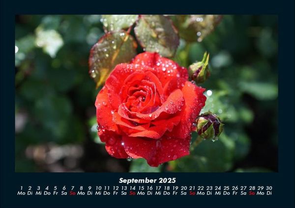 Produktbild: Rosentraum 2025 Fotokalender DIN A4