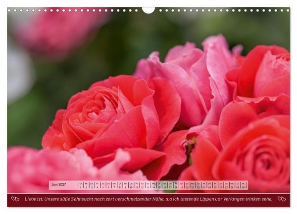 Produktbild: Rosen, Liebe ist (Wandkalender 2027 DIN A3 quer), CALVENDO Monatskalender