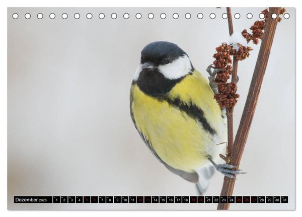 Produktbild: V&ouml;gel aus dem Garten (Tischkalender 2026 DIN A5 quer), CALVENDO Monatskalender