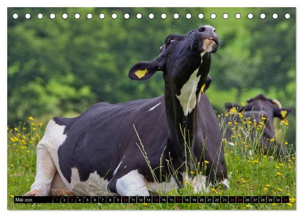 Produktbild: Kuh und Co. (Tischkalender 2026 DIN A5 quer), CALVENDO Monatskalender