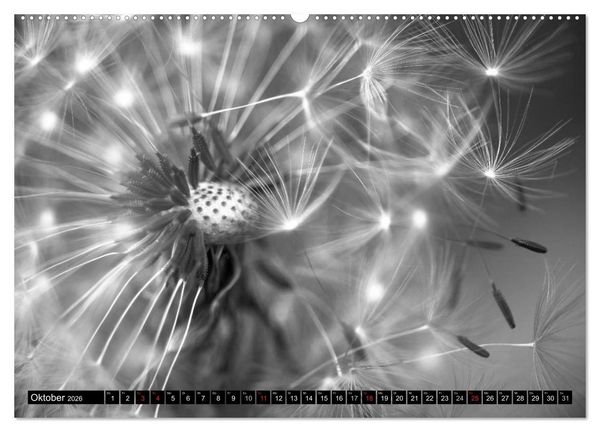 Produktbild: Pusteblume - Impressionen in schwarzwei&szlig; (hochwertiger Premium Wandkalender 2026 DIN A2 quer), Kunstdruck in Hochglanz