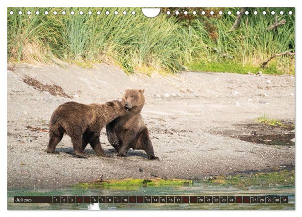 Produktbild: Grizzlyb&auml;ren im Katmai Nationalpark Alaska (Wandkalender 2026 DIN A4 quer), CALVENDO Monatskalender