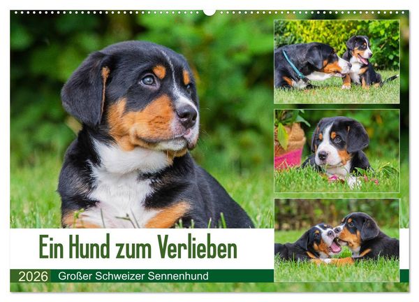 Produktbild: Ein Hund zum Verlieben - Gro&szlig;er Schweizer Sennenhund (Wandkalender 2026 DIN A2 quer), CALVENDO Monatskalender