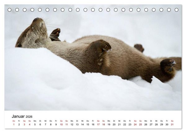 Produktbild: Otter - J&auml;ger an Fl&uuml;ssen und Seen (Tischkalender 2026 DIN A5 quer), CALVENDO Monatskalender