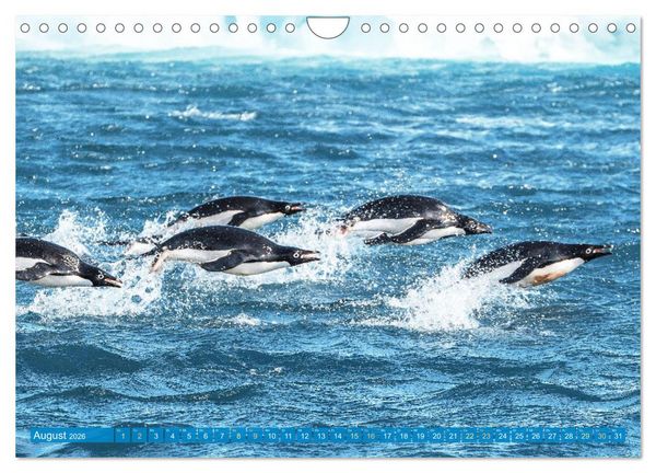 Produktbild: Pinguine: Gehupft wie gesprungen (Wandkalender 2026 DIN A4 quer), CALVENDO Monatskalender