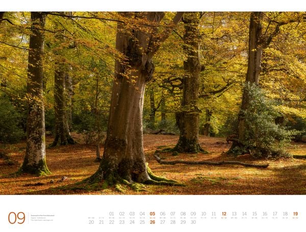 Produktbild: Wald Gallery Kalender 2027