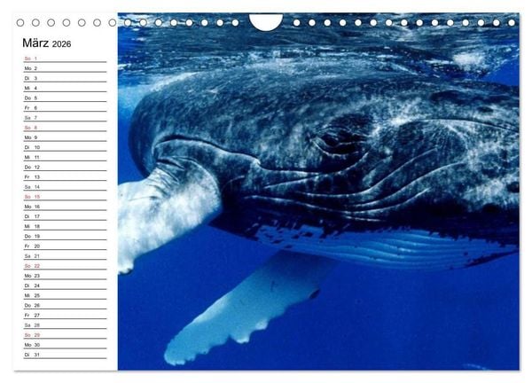 Produktbild: Wale. Kolosse der Meere (Wandkalender 2026 DIN A4 quer), CALVENDO Monatskalender