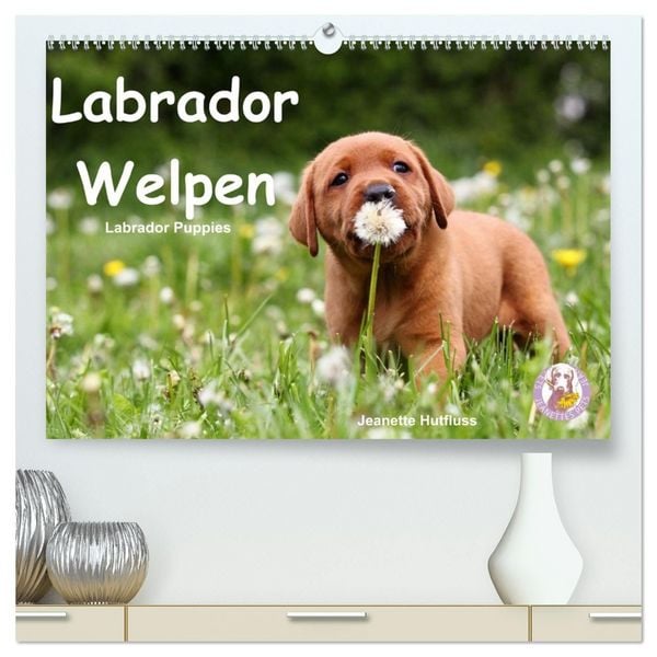 Produktbild: Labrador Welpen - Labrador Puppies (hochwertiger Premium Wandkalender 2027 DIN A2 quer), Kunstdruck in Hochglanz