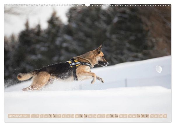 Produktbild: Sch&auml;ferhunde - Freunde auf 4 Pfoten (hochwertiger Premium Wandkalender 2026 DIN A2 quer), Kunstdruck in Hochglanz