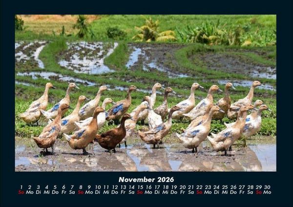 Produktbild: Enten 2026 Fotokalender DIN A4