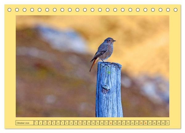 Produktbild: Wir sind die Stars im Garten (Tischkalender 2026 DIN A5 quer), CALVENDO Monatskalender