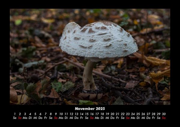 Produktbild: Pilzkalender 2025 Fotokalender DIN A3