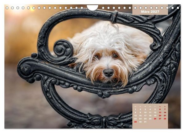 Produktbild: Rocket der Havaneser (Wandkalender 2027 DIN A4 quer), CALVENDO Monatskalender