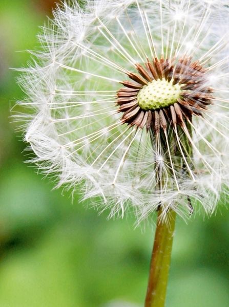 Produktbild: Pusteblume (Puzzle)