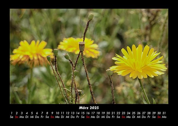 Produktbild: Blumenzauber 2025 Fotokalender DIN A3