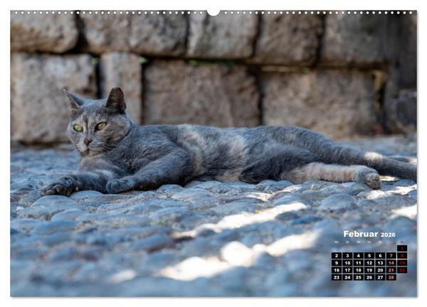 Produktbild: Katzen von Rhodos - Kleine G&ouml;tter auf vier Pfoten (hochwertiger Premium Wandkalender 2026 DIN A2 quer), Kunstdruck in Hochglanz