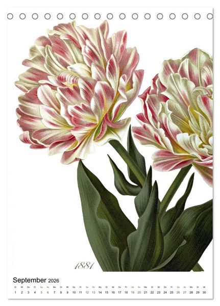 Produktbild: Tulpen - Jahr (Tischkalender 2026 DIN A5 hoch), CALVENDO Monatskalender