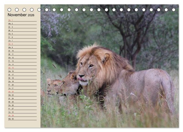 Produktbild: L&ouml;wen. Majest&auml;tische Kraft (Tischkalender 2026 DIN A5 quer), CALVENDO Monatskalender