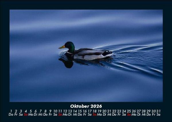 Produktbild: Enten 2026 Fotokalender DIN A5