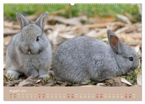 Produktbild: Flauschige Fellkn&auml;uel (Wandkalender 2026 DIN A2 quer), CALVENDO Monatskalender