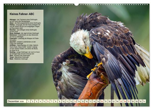Produktbild: Kulturerbe Falknerei (Wandkalender 2026 DIN A2 quer), CALVENDO Monatskalender