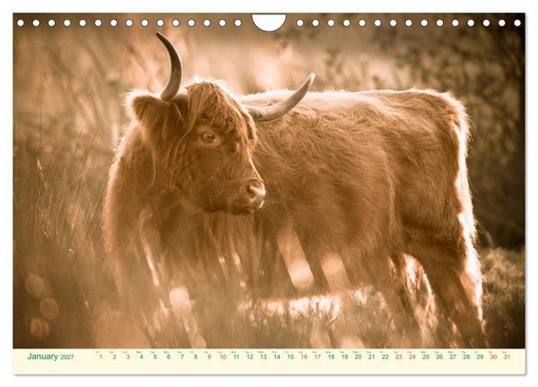 Produktbild: The Hairy Cow Calendar (Wall Calendar 2027 DIN A4 landscape), CALVENDO 12 Month Wall Calendar