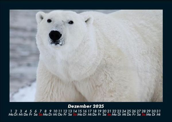 Produktbild: Tiere in der Wildnis 2025 Fotokalender DIN A5