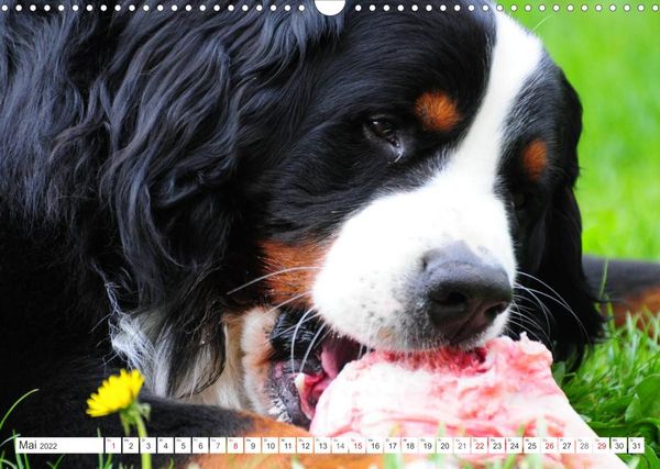 Produktbild: Tierisch nahe Berner-Portr&auml;ts (Wandkalender 2022 DIN A3 quer)