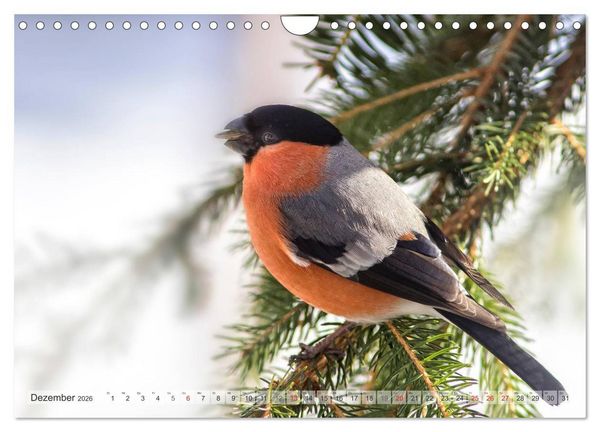 Produktbild: NATUR PUR Heimische Singv&ouml;gel (Wandkalender 2026 DIN A4 quer), CALVENDO Monatskalender