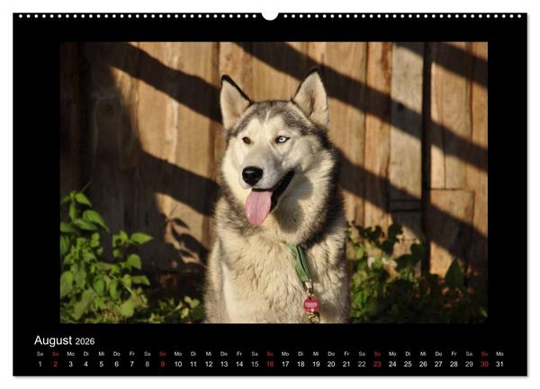 Produktbild: Husky-Kalender (Wandkalender 2026 DIN A2 quer), CALVENDO Monatskalender