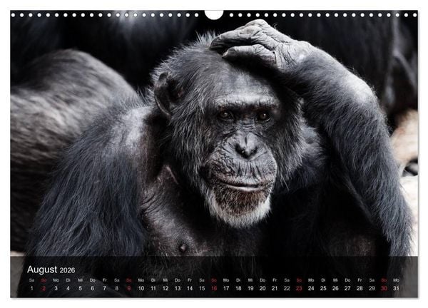 Produktbild: Menschenaffen. Gorillas, Schimpansen, Orang-Utans (Wandkalender 2026 DIN A3 quer), CALVENDO Monatskalender