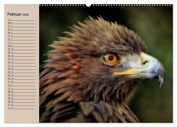 Produktbild: Der Steinadler. Majest&auml;tischer Greifvogel (Wandkalender 2026 DIN A2 quer), CALVENDO Monatskalender